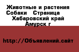 Животные и растения Собаки - Страница 21 . Хабаровский край,Амурск г.